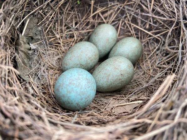 巣の中で一般的な黒鳥の青い卵のクローズアップショット — ストック写真