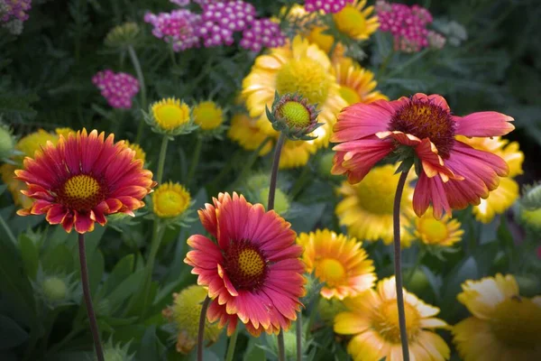 Ένα Κοντινό Πλάνο Από Πολύχρωμα Λουλούδια Κήπου Ιδανικό Για Χρήση — Φωτογραφία Αρχείου