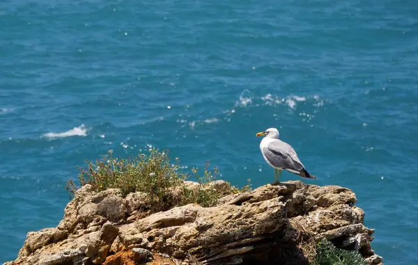 Nahaufnahme Einer Möwe Die Auf Einem Felsen Meer Steht — Stockfoto