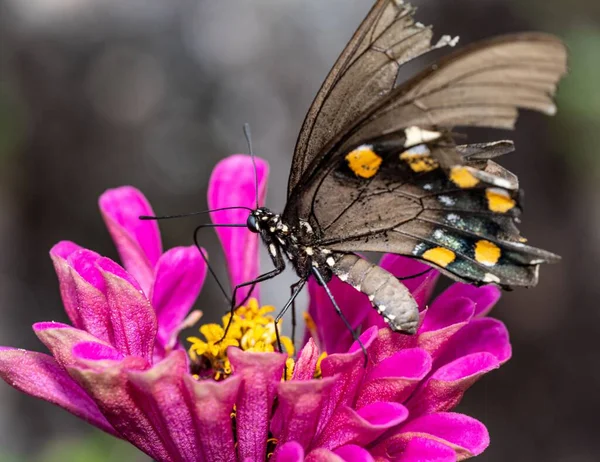 Primer Plano Pipevine Swallowtail Posado Flor —  Fotos de Stock