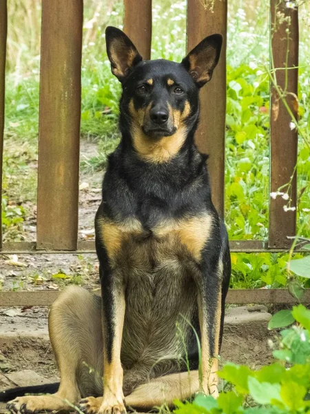 Disparo Vertical Perro Negro Marrón Sentado Suelo Patio — Foto de Stock