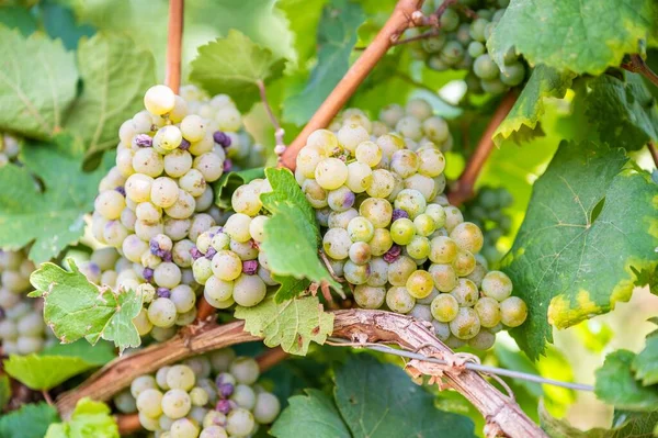 Closeup Fresh Ripe Delicious Bunches Grapes Hanging Vine Vineyard — Stock Photo, Image