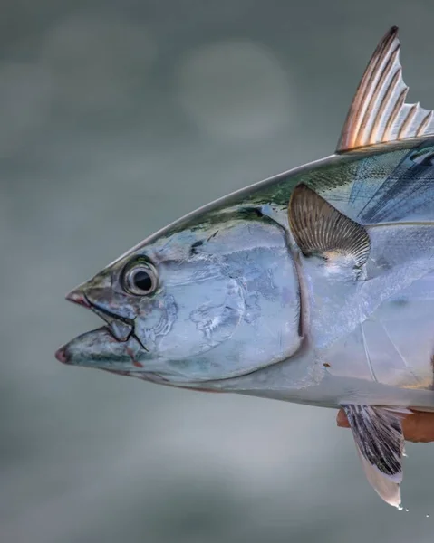 Eine Vertikale Aufnahme Eines Thunfisches Mit Verschwommenem Hintergrund — Stockfoto