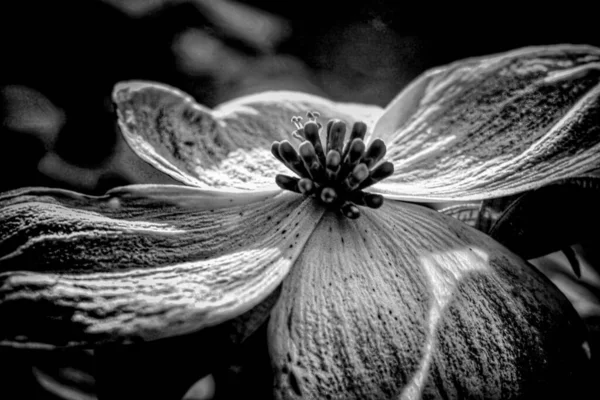 Eine Graustufenaufnahme Einer Blume Aus Blühendem Hartriegel Auf Einem Weichen — Stockfoto