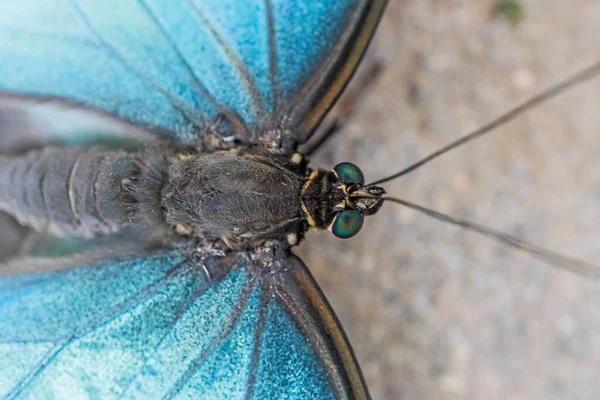 青い蝶の目と胸部のマクロ — ストック写真