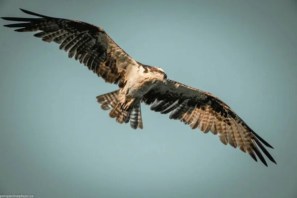 一只老鹰在飞行的迷人景象 — 图库照片