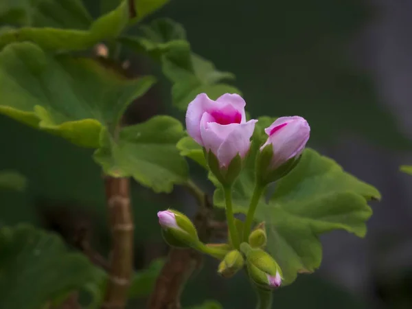 Selective Focus Shot Pink Geranium Buds Stem Shady Garden Surrounded — Stock Photo, Image