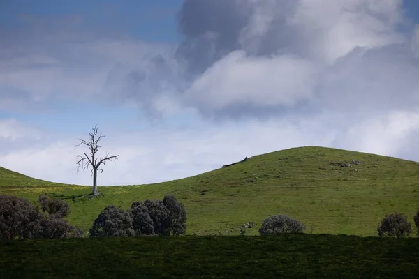 Одинокое Мертвое Дерево Катящемся Зеленом Травяном Холме Впечатляющими Облаками Позади — стоковое фото
