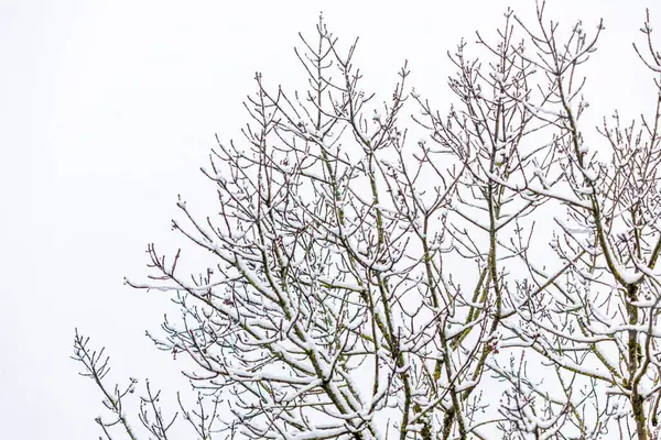 Gołe Gałęzie Pokrytych Śniegiem Drzew Tle Jasnego Nieba — Zdjęcie stockowe