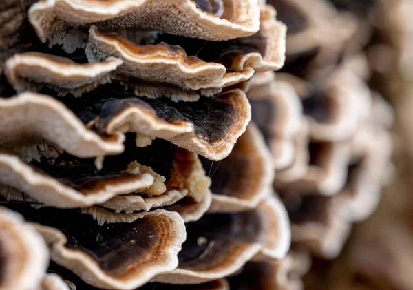 Egy Közeli Kép Egy Polypórusos Gombáról Ami Egy Fán Erdőben — Stock Fotó