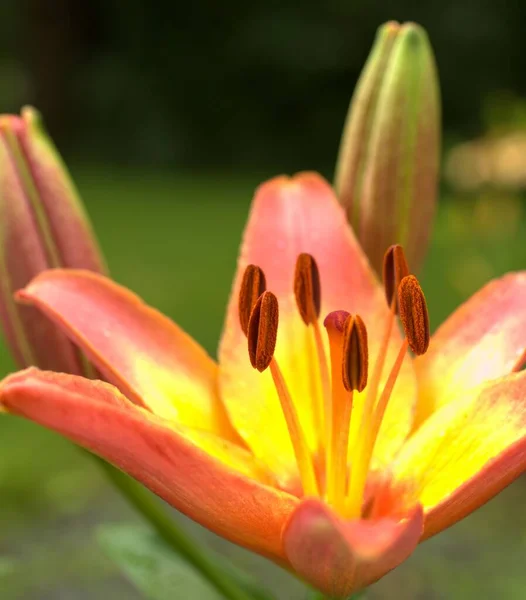 Vertikální Záběr Krásné Asijské Lily Květy Pupeny — Stock fotografie