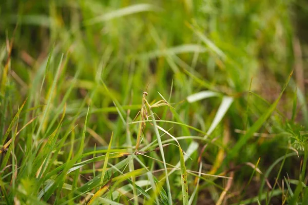 Een Prachtige Close Van Een Bidsprinkhaan Het Gras — Stockfoto