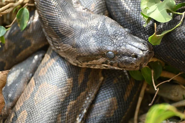 Ένα Κοντινό Πλάνο Ενός Νοτιοαφρικανικού Βράχου Python Στο Αγρόκτημα Ερπετών — Φωτογραφία Αρχείου