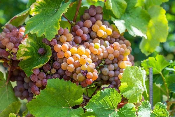Closeup Shot Ripe Grapes Hanging Vine — Stock Photo, Image