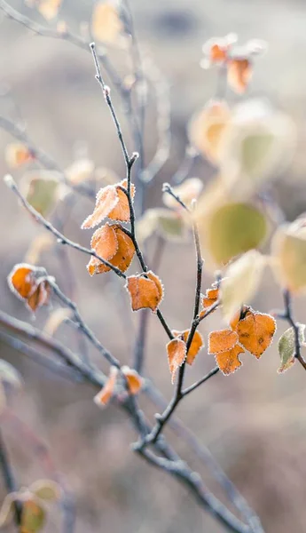 Plano Vertical Hojas Naranjas Las Ramas Durante Invierno — Foto de Stock
