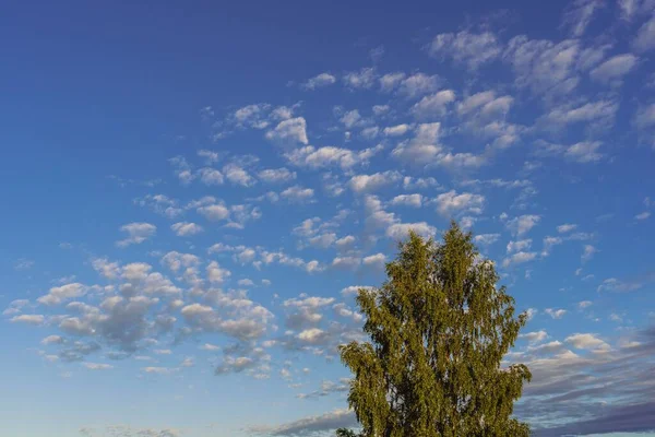 Μια Σημύδα Απόσταση Κάτω Από Συννεφιασμένο Γαλάζιο Ουρανό Στον Ορίζοντα — Φωτογραφία Αρχείου