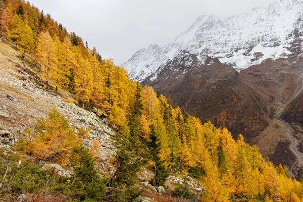 Podzimní Modřínový Les Podzim Nebo Podzim Zasněženými Horami Pozadí Švýcarsku — Stock fotografie