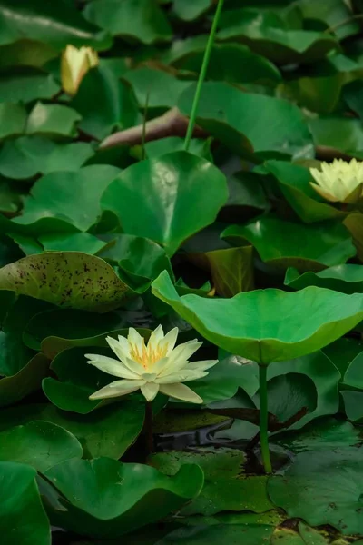 Yellow Lotus Flowers Pond — Stock Photo, Image