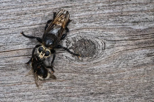 Μια Κίτρινη Μύγα Μια Μέλισσα Θήραμα Μια Ξύλινη Επιφάνεια — Φωτογραφία Αρχείου
