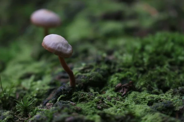 森の床に緑の苔を通して成長する真菌のクローズアップショット — ストック写真
