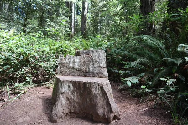 Židle Lese Redwood Kapradinami Humboldt County Kalifornie Usa — Stock fotografie