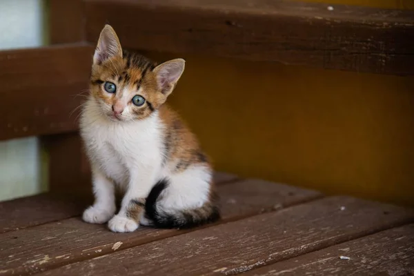 Seekor Kucing Kecil Dengan Mata Hijau Melihat Arah — Stok Foto