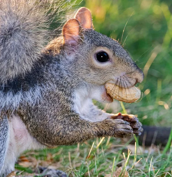 Close Esquilo Cinzento Comendo Amendoim — Fotografia de Stock
