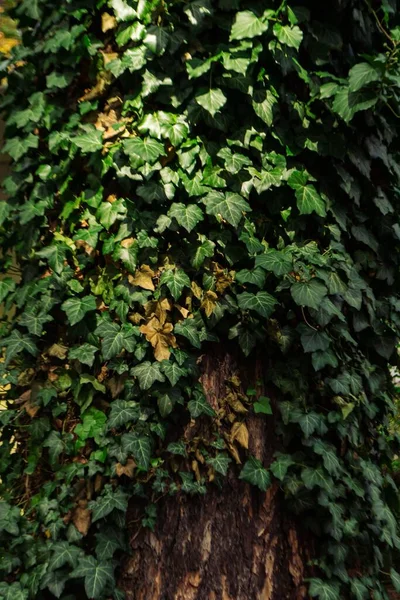 Вертикальний Зріст Зеленого Листя Навколо Стовбура Дерева — стокове фото