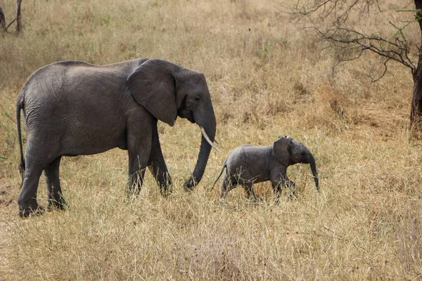 An African Elephant mother walking with her calf in a yellow grassland on a sunny day