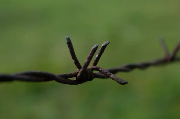 Closeup Barbed Wire Blurry Green Background — Stock Photo, Image