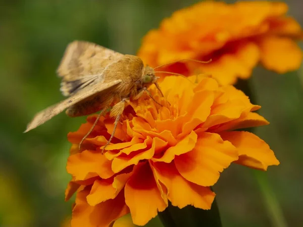Szelektív Fókuszfelvétel Egy Pillangó Hajósról Amint Beporzik Egy Zinnia Virágot — Stock Fotó