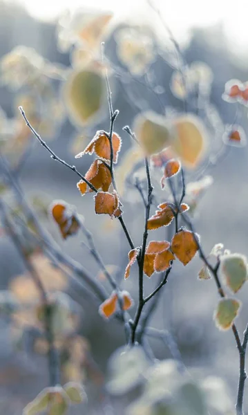 Vertical Shot Orange Leaves Branches Winter — Stock Photo, Image