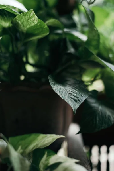 鍋に緑の葉を持つ植物のクローズアップショット — ストック写真