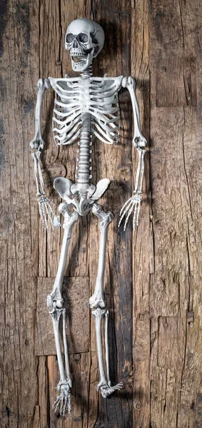 Esqueleto Humano Branco Parede Madeira Texturizada Velha Casa — Fotografia de Stock