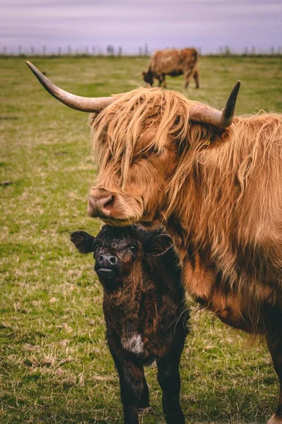 Горные Коровы Шотландии — стоковое фото