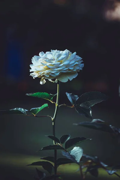 Білі Піднялися Темному Тлі Біла Троянда Найпопулярнішою Квіткою Літа — стокове фото