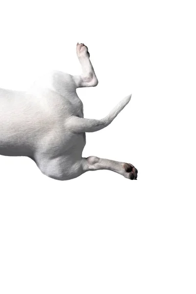 Egy Fehér Bullterrier Előtt Egy Fehér Stúdió Háttér — Stock Fotó