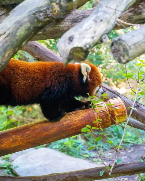 A red panda on tree branches in the wild