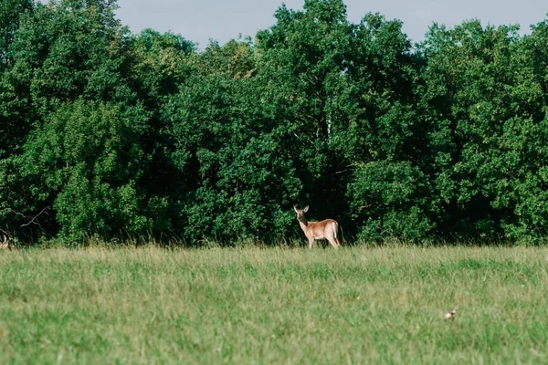 一张美丽的照片 是一只棕色的鹿在乡间绿地上吃草 — 图库照片