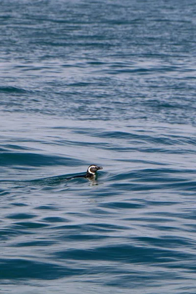 Vertical Shot African Penguin Water Spheniscus Demersus — Stock Photo, Image