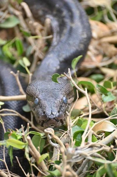 Gros Plan Python Rocheux Afrique Australe Kalimba Reptile Farm Lusaka — Photo