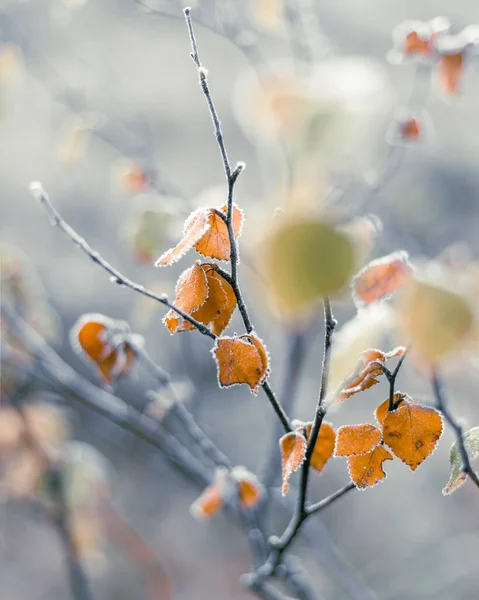 Vertikal Bild Orange Blad Grenar Vintern — Stockfoto