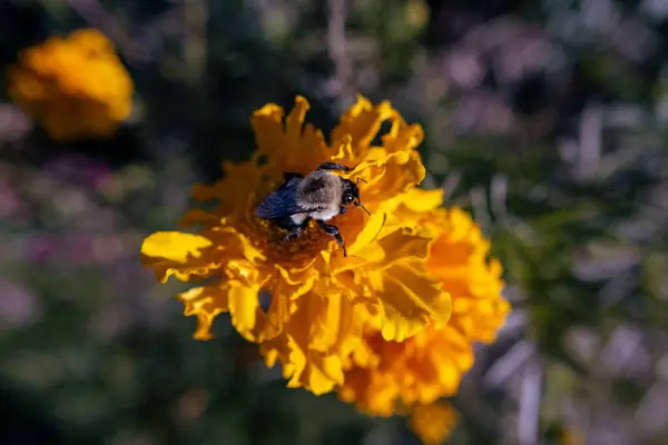 Calabrone Che Raccoglie Polline Fiore Giallo Giardino — Foto Stock