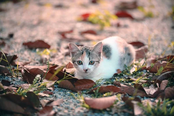 Gros Plan Chat Chypriote Dans Forêt Automne — Photo