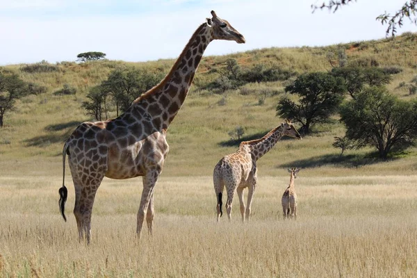 Природная Сцена Жирафами Giraffa Поле Окруженном Холмами Деревьями Дневное Время — стоковое фото