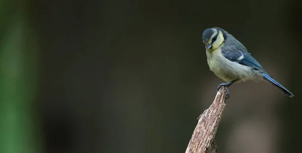 Beautiful View Blue Tit Forest Blurred Background — Stockfoto