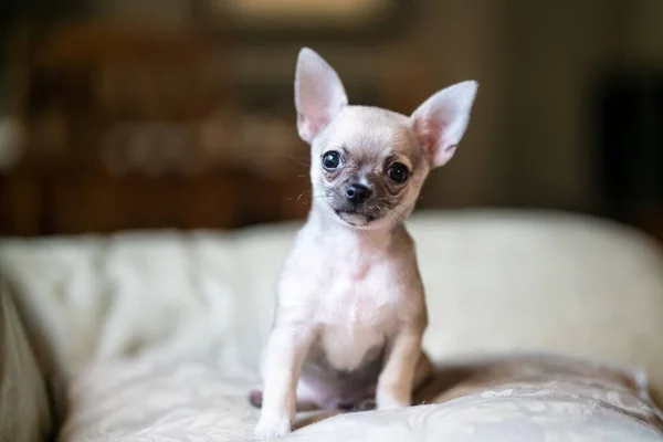Närbild Bedårande Chihuahua Hund Stående Säng — Stockfoto