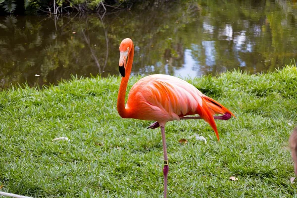 Een Closeup Van Een Rode Amerikaanse Flamingo Groen Gazon Zoological — Stockfoto