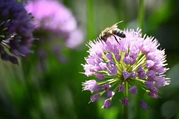 アリウムから蜜を飲む蜂のクローズアップショット — ストック写真