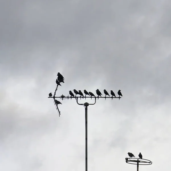 Grupo Pássaros Empoleirados Uma Antena Telhado — Fotografia de Stock